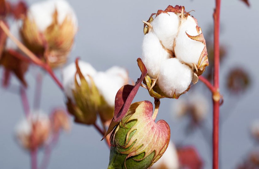 New Prices Of Cotton Fertilizers In Cote D Ivoire